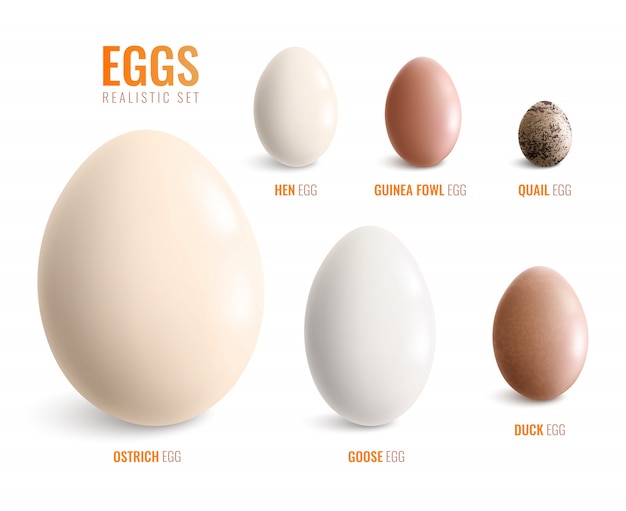 Colored realistic eggs icon set with eggs of ostrich hen goose duck guinea fowl quail vector illustration