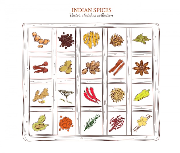Colored sketch indian spices set