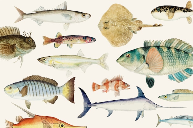 Colored vector illustration of fish drawing collection