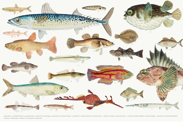 Colored vector illustration of fish drawing collection