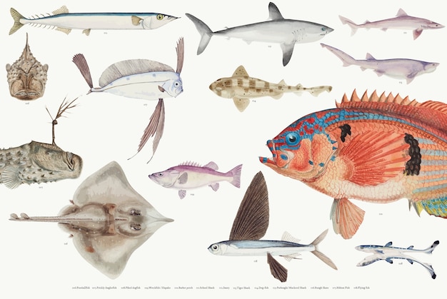 Цветная векторная иллюстрация коллекции рисования рыбы
