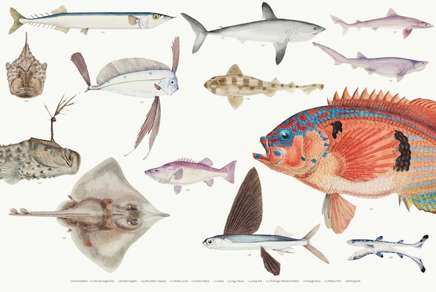 Colored vector illustration of fish drawing collection