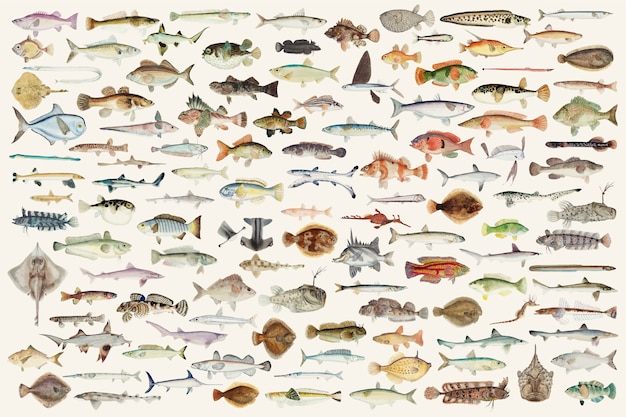 Цветная векторная иллюстрация коллекции рисования рыбы
