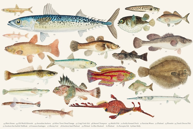 Free Vector colored vector illustration of fish drawing collection