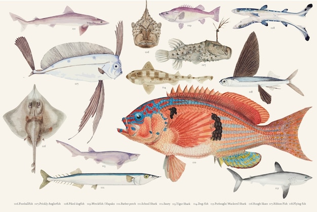 Vettore gratuito illustrazione colorata di vettore della collezione di disegno di pesce