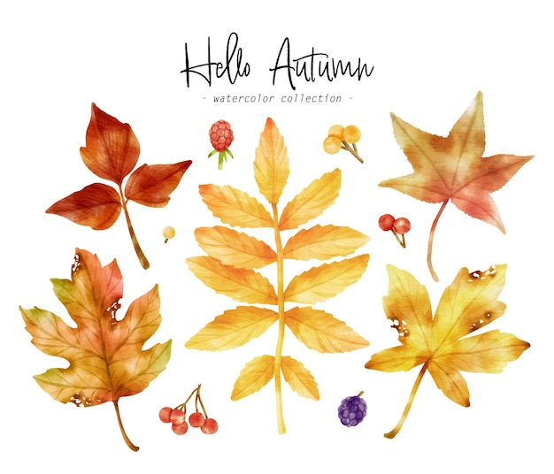 Colorful Autumn Leaf watercolor illustration for Decorative Element