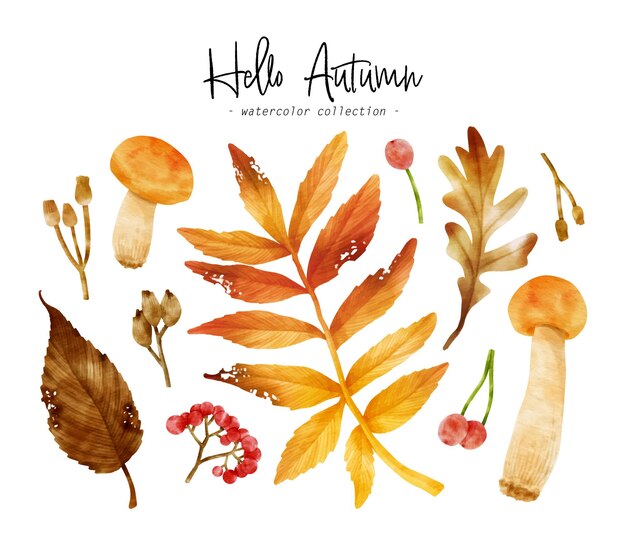 Colorful Autumn Leaf watercolor illustration for Decorative Element