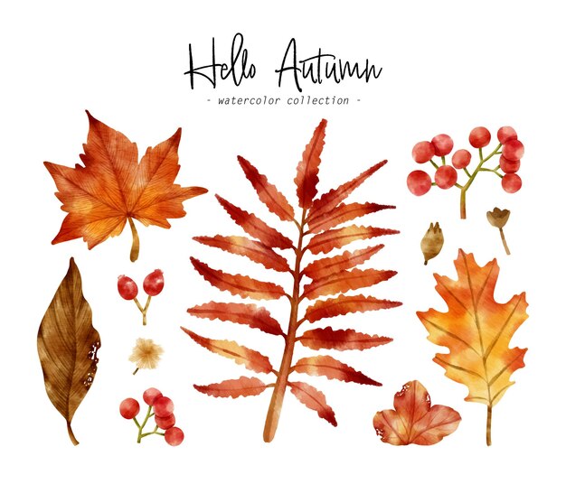 Colorful Autumn Leaf watercolor illustration for Decorative Element