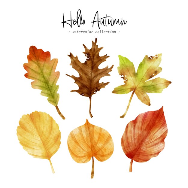 Colorful Autumn Leaf watercolor illustration for Decorative Element
