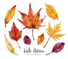 Colorful autumn leaf watercolor illustration for decorative element