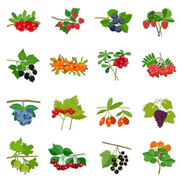 Colorful Berries Icons Set