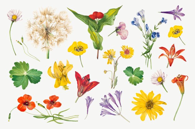 Colorful blooming floral  illustration set, remixed from the artworks by Mary Vaux Walcott