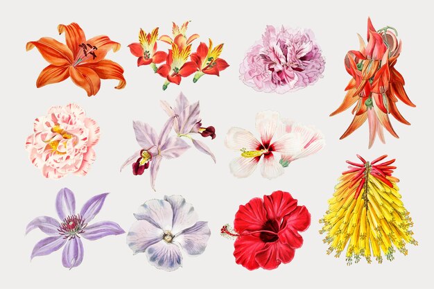 Colorful blooming flowers set vector close up