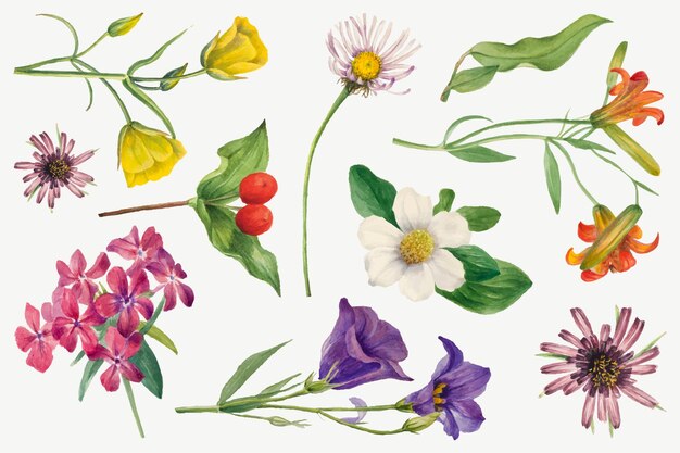 Colorful blooming flowers vector botanical illustration set, remixed from the artworks by Mary Vaux Walcott