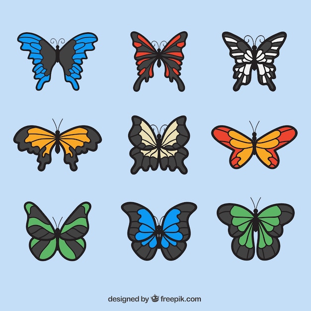 Colorful butterfly collection