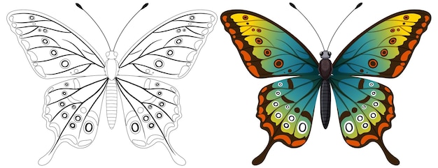 Colorful butterfly illustration before and after