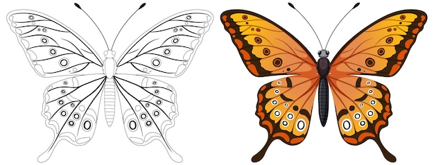 Colorful butterfly illustration and outline