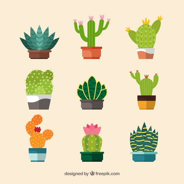 Free vector colorful cactus collection