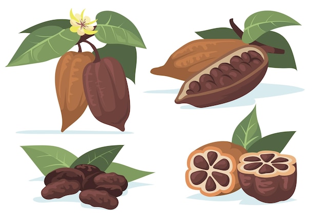 Colorful cocoa beans flat illustration set.