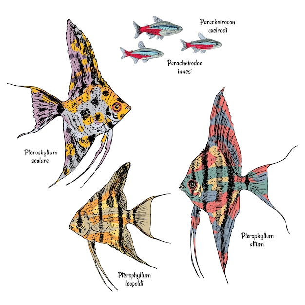 다양한 종류의 네온과 엔젤 피시로 설정된 다채로운 드로잉 수족관 물고기