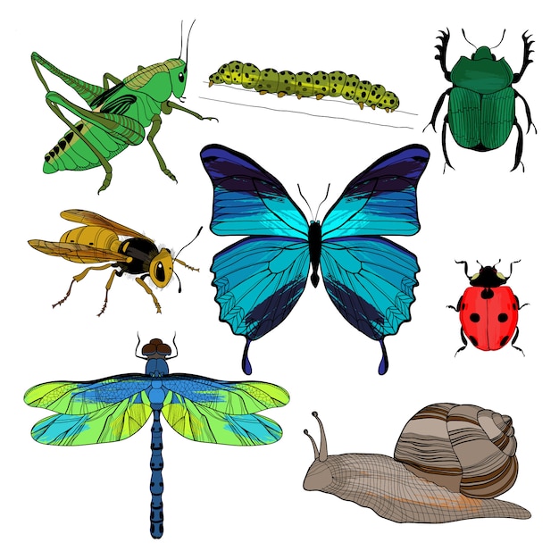 Коллекция красочных рисунков насекомых