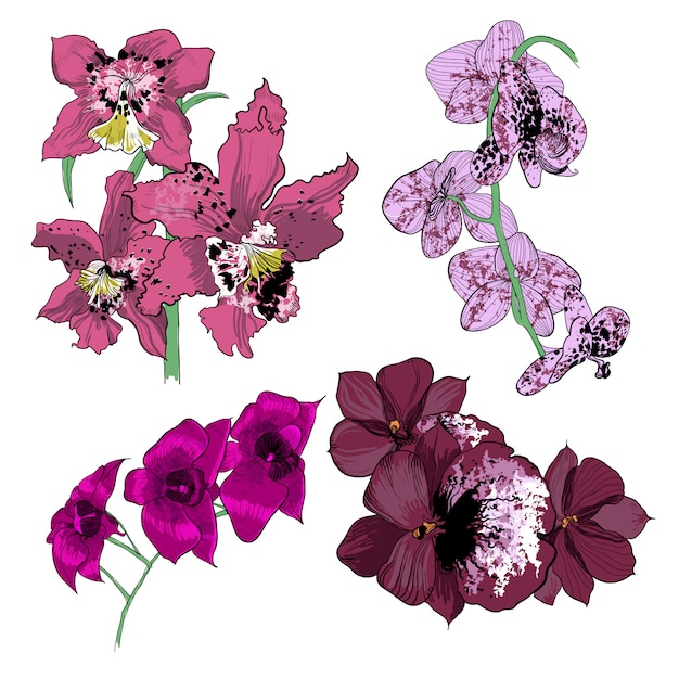 Free vector colorful drawing orchids collection
