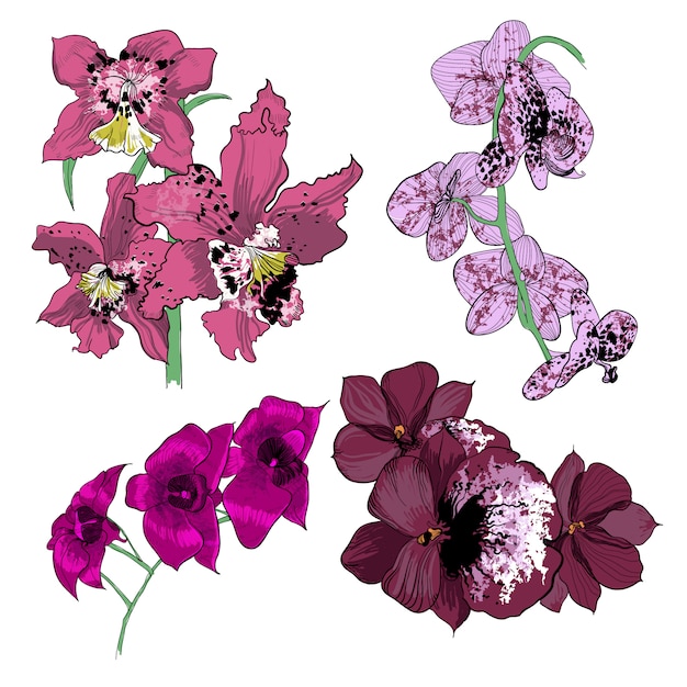 Colorful Drawing Orchids Collection