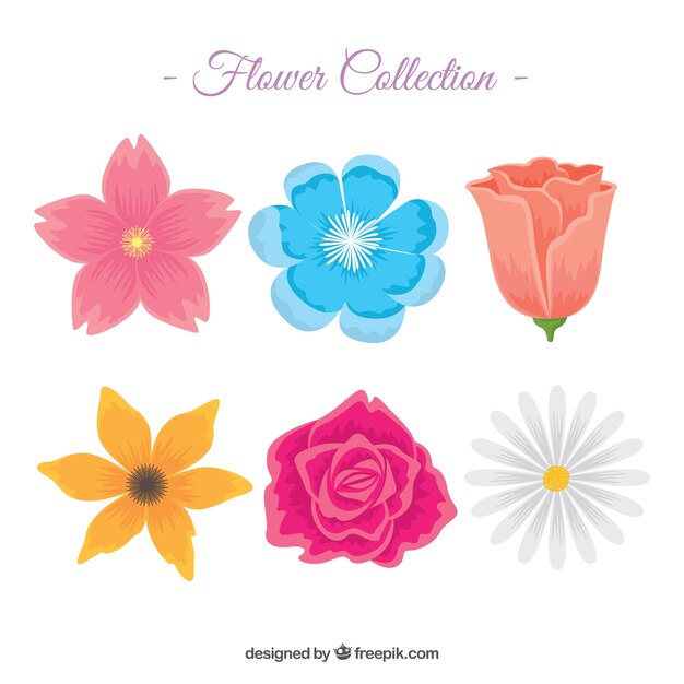 Colorful flowers collection in flat style