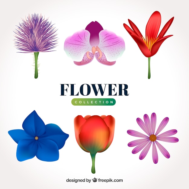 無料ベクター 現実的なスタイルのカラフルな花のコレクション