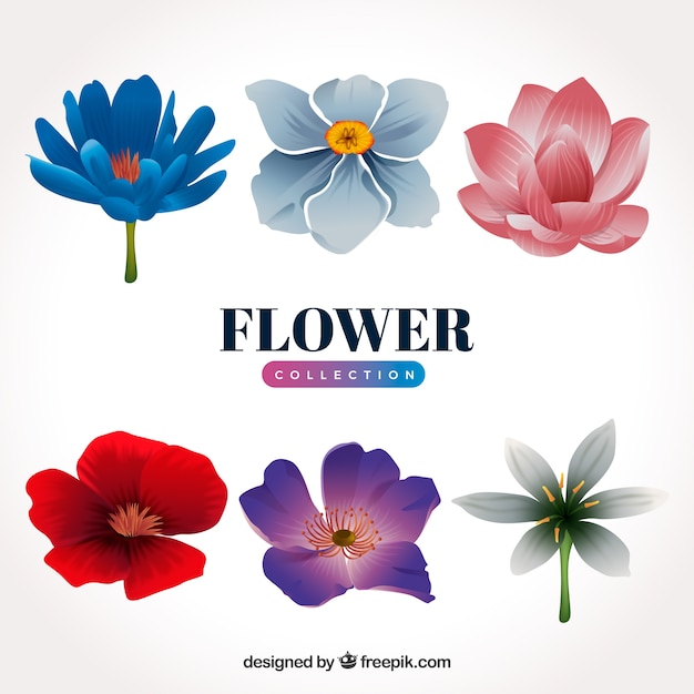 Raccolta di fiori colorati in stile realistico