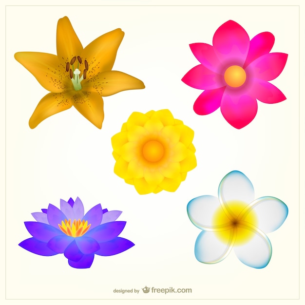 Free vector colorful flowers pack