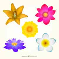 Free vector colorful flowers pack