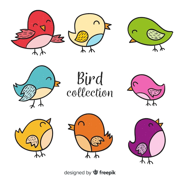 Colorful hand drawn bird collection