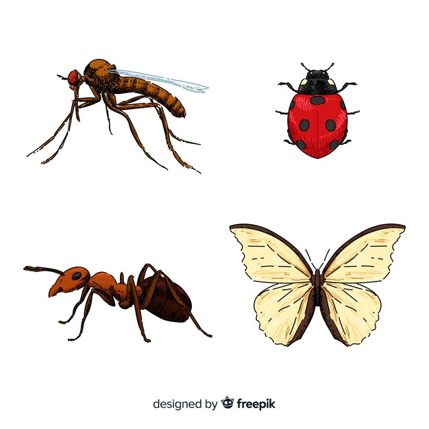 Colorful hand drawn insect collection