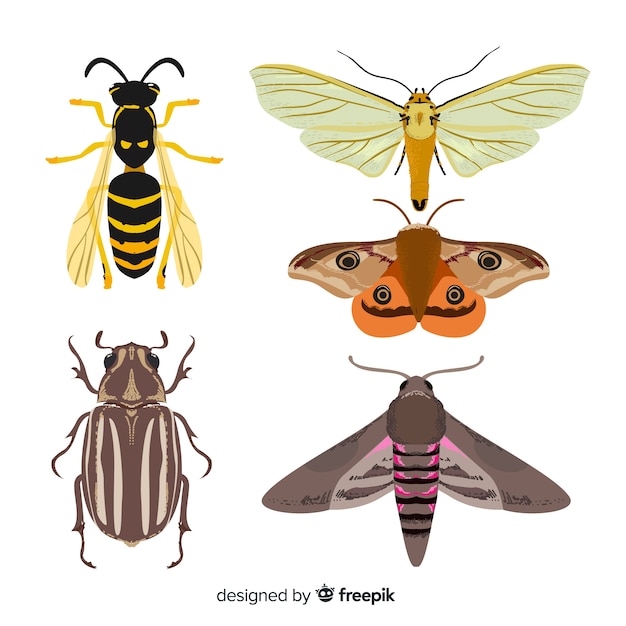 Free vector colorful hand drawn insects pack