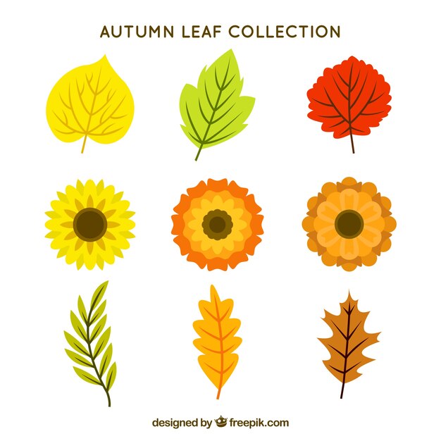 Colorful leaves collection