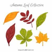 Vettore gratuito foglie colorate in acquerello