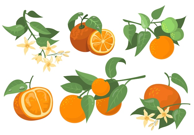 カラフルなオレンジ色の枝と花のフラットアイテムセット。オレンジ、みかん、みかんの孤立したベクトルイラスト集を描く漫画。柑橘系の果物と木の概念