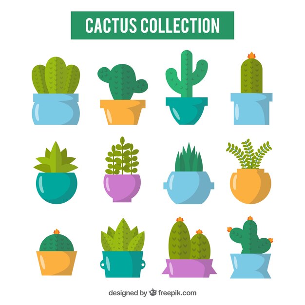 Colorful pack of cactus