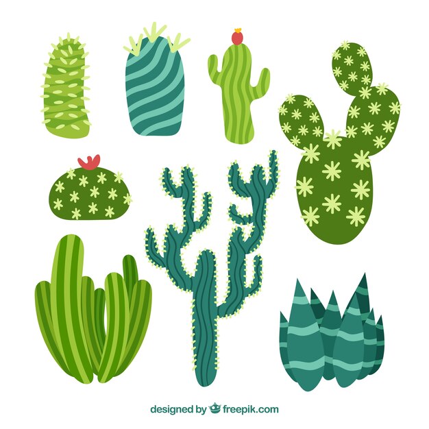 Colorful pack of flat cactus