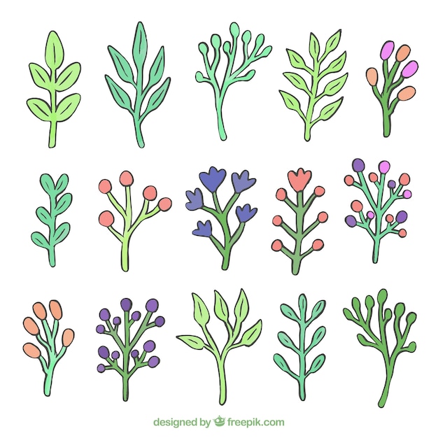 Colorful pack of hand drawn floral elements