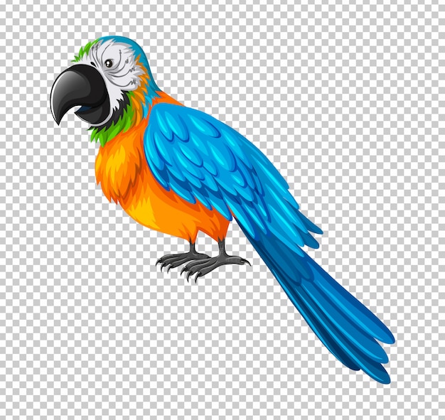 Colorful parrot on transparent