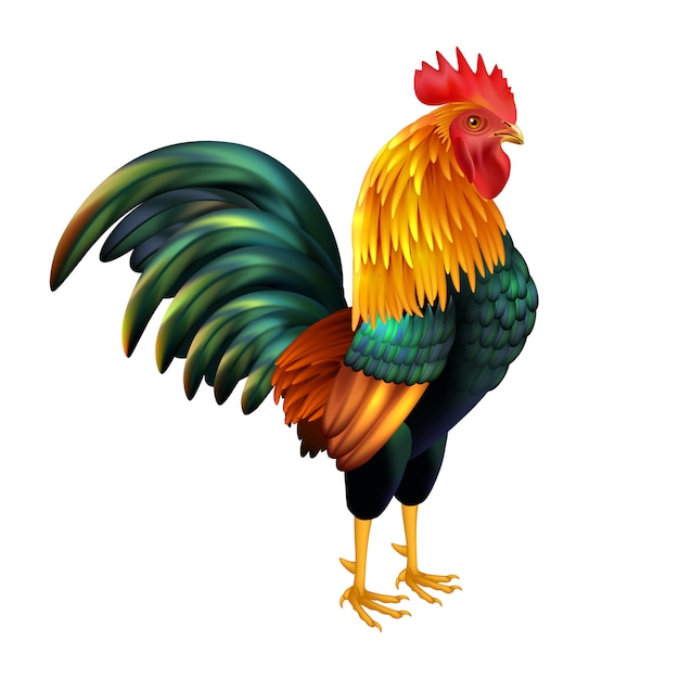 Free vector colorful realistic rooster