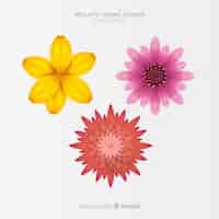 Free vector colorful spring flower set