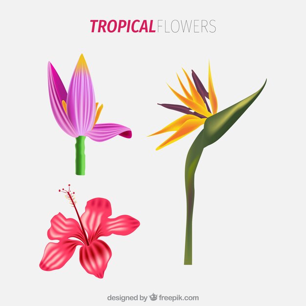 Colorful tropical flowers collection in realistic style
