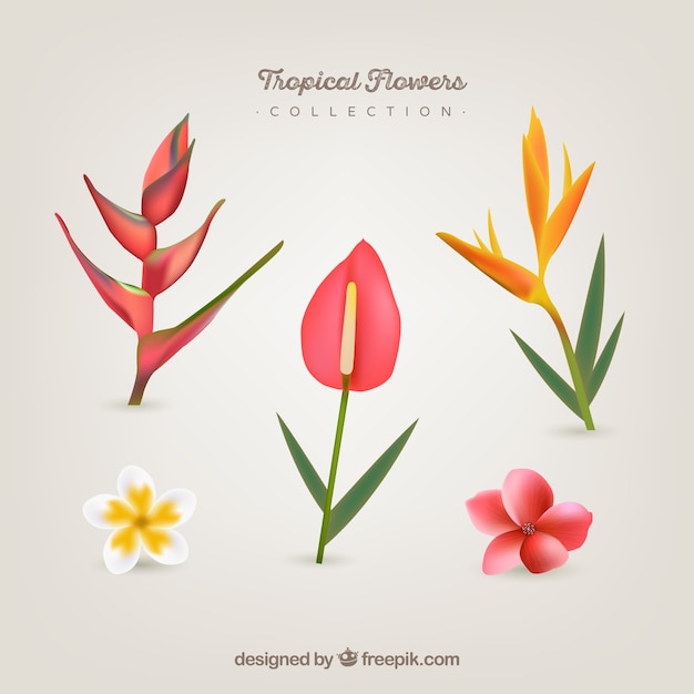 Free vector colorful tropical flowers collection in realistic style