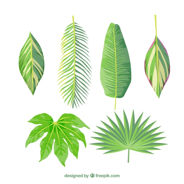 Free vector colorful tropical leaf collection with flat design