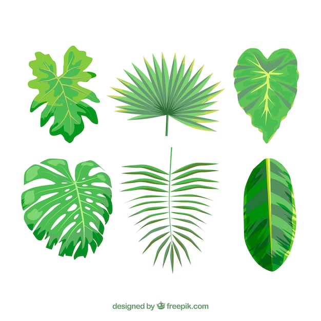 Colorful tropical leaf collection with flat design