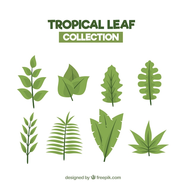 Colorful tropical leaf collection with flat design