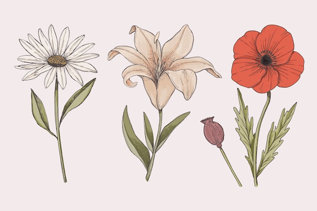 Free vector colorful vintage botany flower collection draw